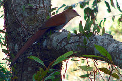 Squirrel Cuckoo